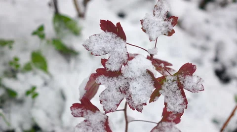 Red leaves with Snow  Stock Footage 55769495