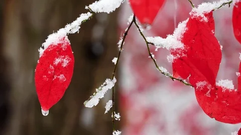 Red  leaves in snow Vidéo 83283917