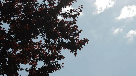 Red leaves swaying in the wind on Stock Footage 78767572