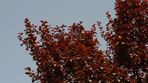 Red leaves swaying in the wind on Stock Footage 78767692