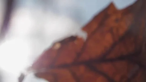 Red Leaves Sways Sunlight In The Wind In The Winter Snow Falls Nature 스톡 동영상 84654101