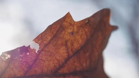 Red Leaves Sways Sunlight In The Wind In The Winter Snow Falls Nature Stockbeeldmateriaal 84654364
