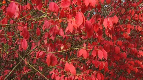 Red Leaves tracking Stock Footage 1038323