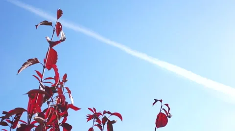 Red leaves of a tree against the blue sky. Stock Footage 42648765