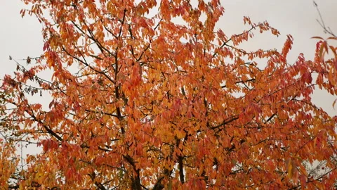 Red leaves on the tree autumn background. Stock Footage 164592328