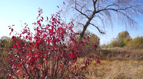 Red leaves on the tree in autumn. Stock Footage 42650262