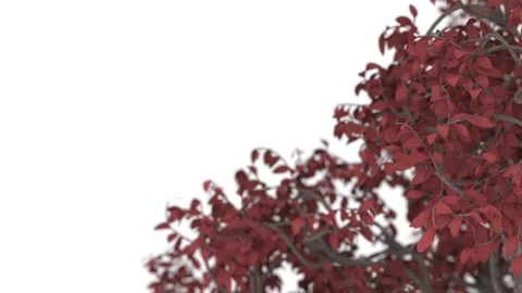 Red leaves on the tree branches sway on the right side of the screen against a Stock Footage 151305488