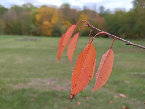 Red leaves on a tree close up Stock Photos