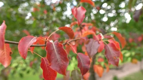 Red leaves on a tree, cold autumn, day Video stock 141488024