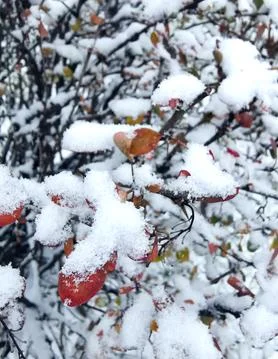 Red leaves on a tree covered with freshly fallen snow Stock Photos