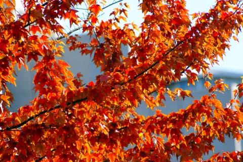 Red leaves on a tree during fall vancouver pacific northwest Stock Photos