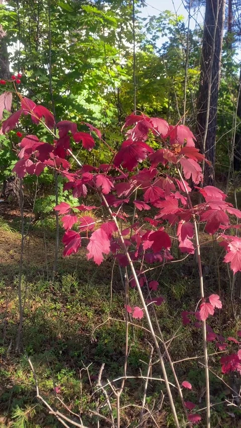 Red leaves on a tree in the fall in the forest. Vertical video Stock Footage 287937721