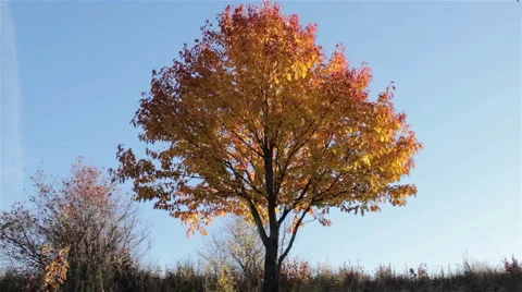 Red leaves on a tree Stock Footage 57997621
