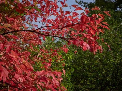 Red leaves on a tree in the forest 스톡 사진
