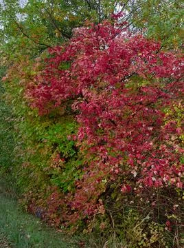 Red leaves on a tree in the forest 스톡 사진