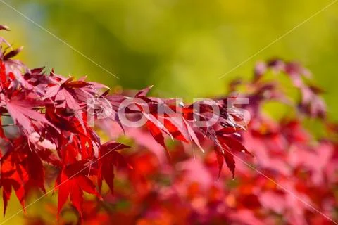 Red Leaves on Tree in Japan Stock Photos