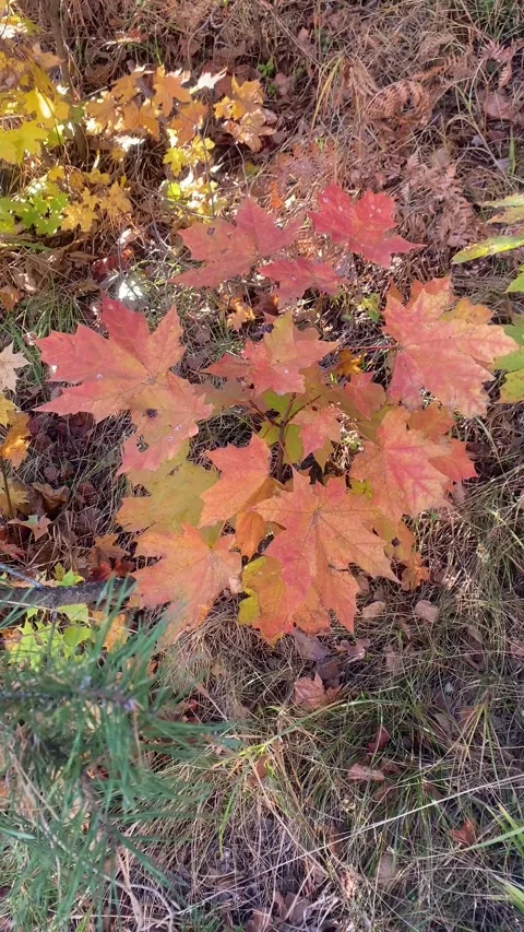 Red leaves on a tree. Maple. Autumn in the forest. Vertical video Stock Footage 287937712