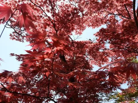 Red Leaves Tree Stock Photos
