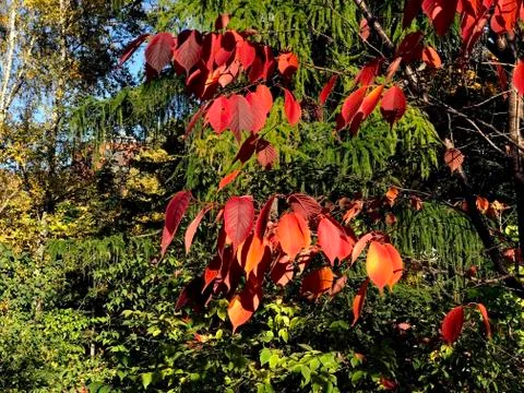 Red leaves on the tree Stock Photos