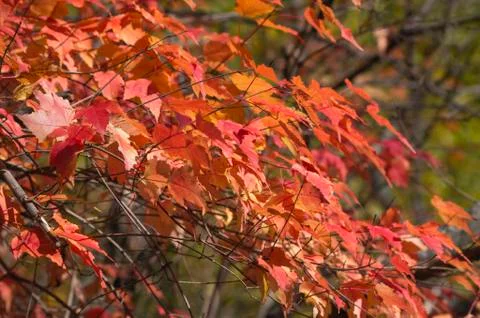 Red Leaves Tree Stock Photos