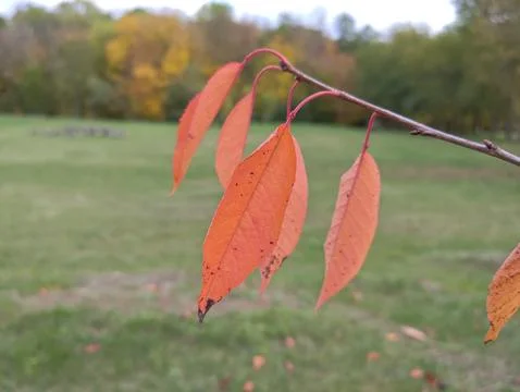 Red leaves on a tree Stock Photos