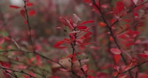 Red leaves of trees in the park Stock Footage 165352707