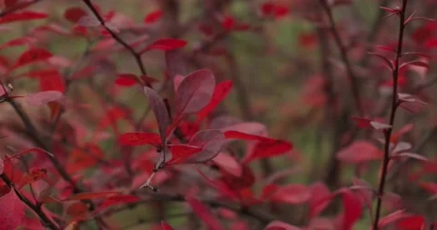Red leaves of trees in the park Stock Footage 165352712