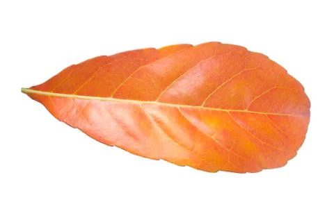 Red leaves on white background Stock Photos