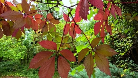 Red leaves of wild grape (Parthenocissus sp.) in autumn in a garden Stock Footage 330182705