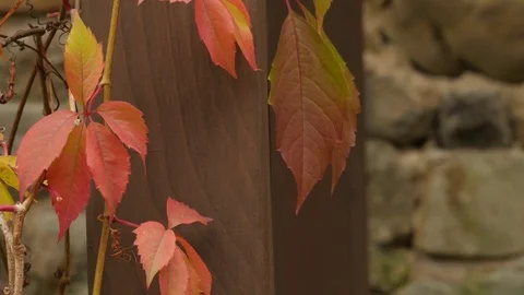 Red Leaves of Wild Grape at Stony Wall Ancient Architecture Museum Among Stock Footage 71633657
