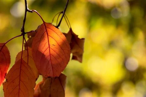 Red Leaves with Yellow Background Foto stock