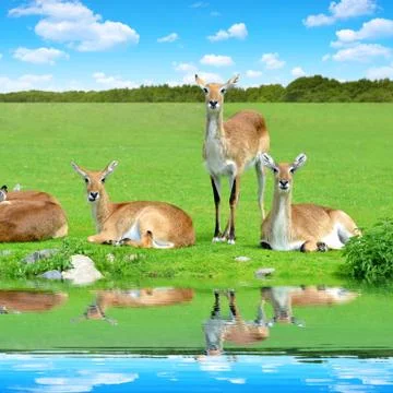 Red lechwe antelope Foto stock
