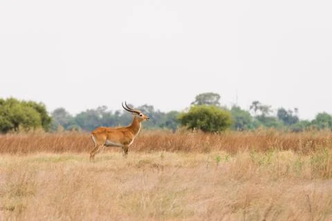 Red Lechwe in Botswana Stock Photos