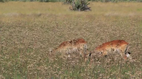 Red Lechwe in field Stock Footage 1087043