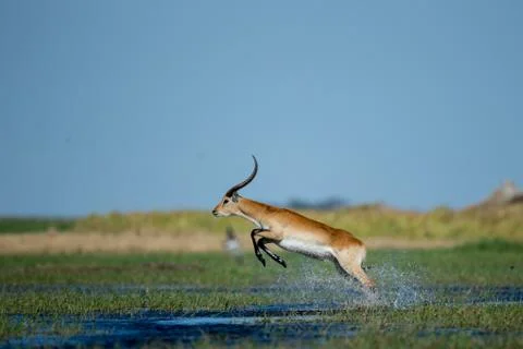 Red Lechwe Jumps in Okavango Delta Stock Photos
