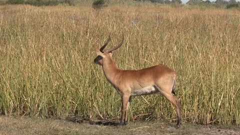 Red Lechwe male Stock Footage 106386853