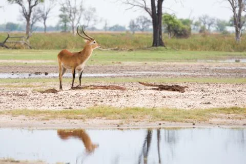 Red Lechwe reflection Stock Photos