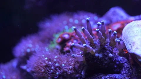 Red leg hermit crab posing on algae covered rock and reef Stock Footage 100621882