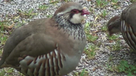 Red Leg Partridge-01 Stock Footage 50982064