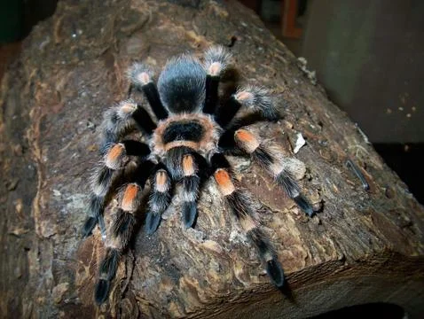 Red leg tarantula Stock Photos