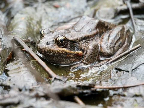 Red-legged Frog in the Mud Stock Photos