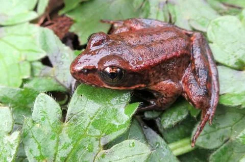 Red-legged Frog Fotos Stock