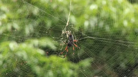 The red-legged golden orb-web spider (Nephila inaurata) weaves the net . Stock-Footage 48635732