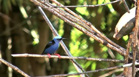 Red legged honeycreeper Video stock 22215387