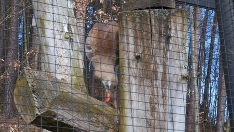 Red-legged Kariama Cariama cristata in cage in zoo in Gdansk Stock Footage 106123795