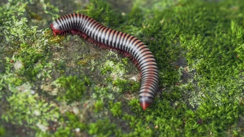 Red Legged Millipede Feeding on Moss Covered Rock Macro Видео 334274157