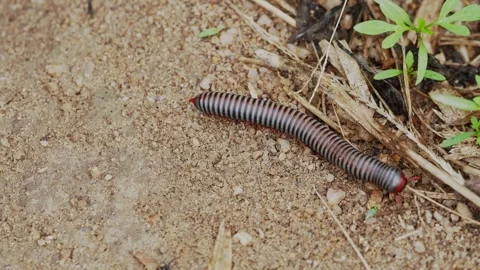 Red-legged Millipede (Trigoniulus sp.) Crawling on Sandy Ground, Видео 334099810