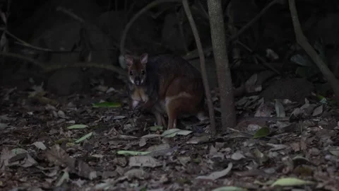 Red-legged Pademelon eating on leaf on forest floor close Stock Footage 287909546