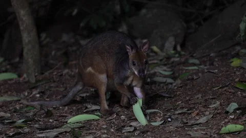 Red-legged Pademelon eating on leaf on forest floor closeup Stock Footage 287909556