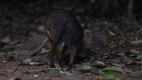 Red-legged Pademelon feeding on leaf and forage on forest floor close up Stock Footage 287909573